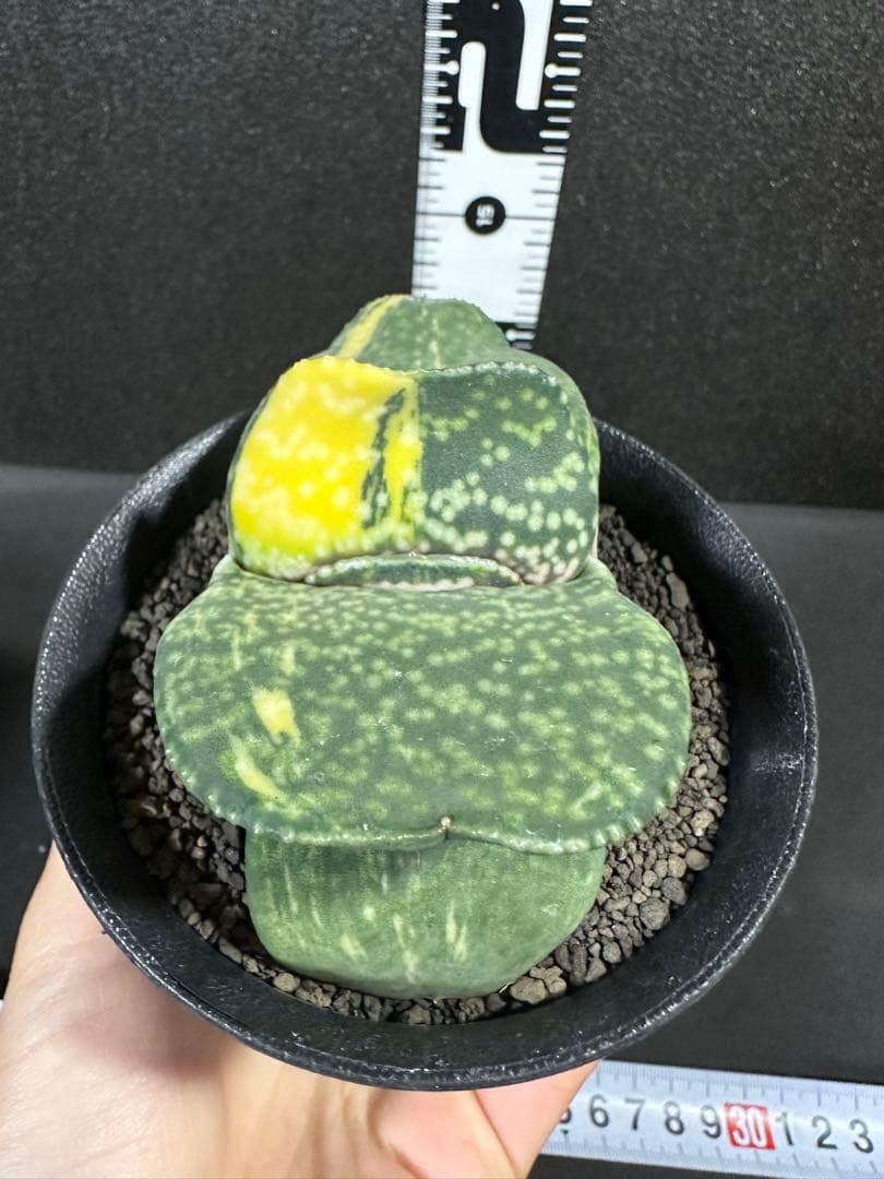 お問い合わせ苗　確認用