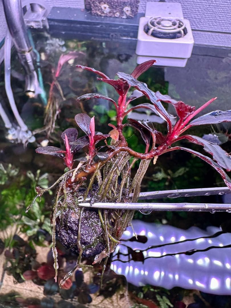 ブセファランドラsp.ネオ2015