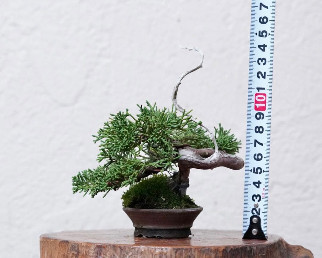 「亦盆栽」糸魚川真柏 小品盆栽