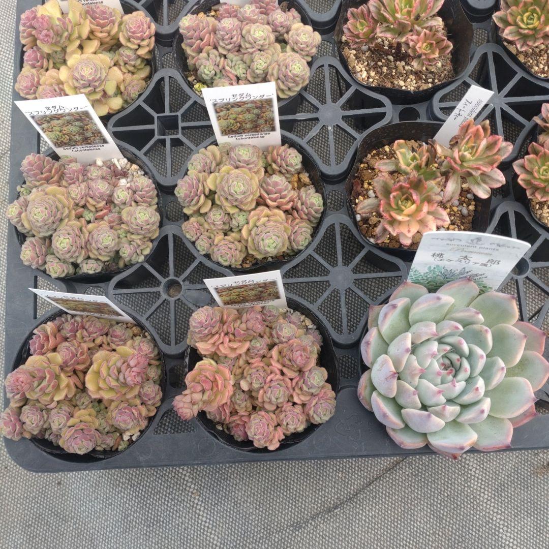 みつばちさん専用