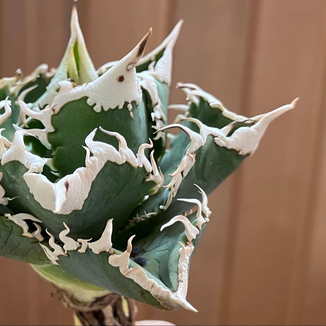 【初売り】75 超選抜　太棘　優秀　バンド幅特大　アガベ　白豪刺TC 匿名配送⑧