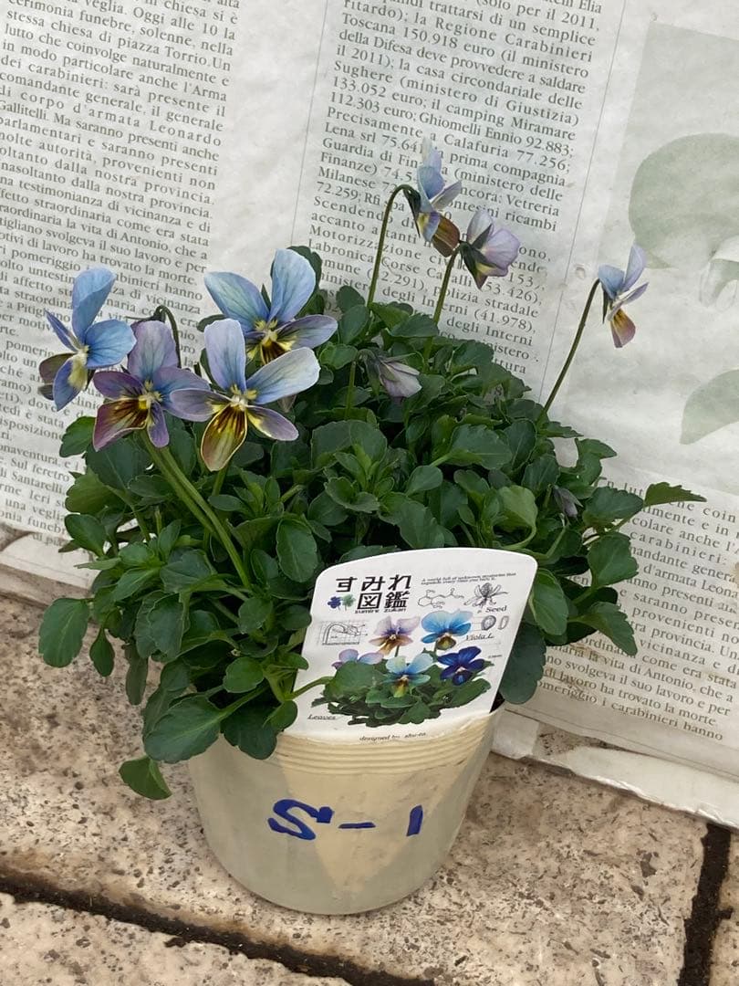 R*U様 すみれ図鑑　ビオラ　青緑　S-1