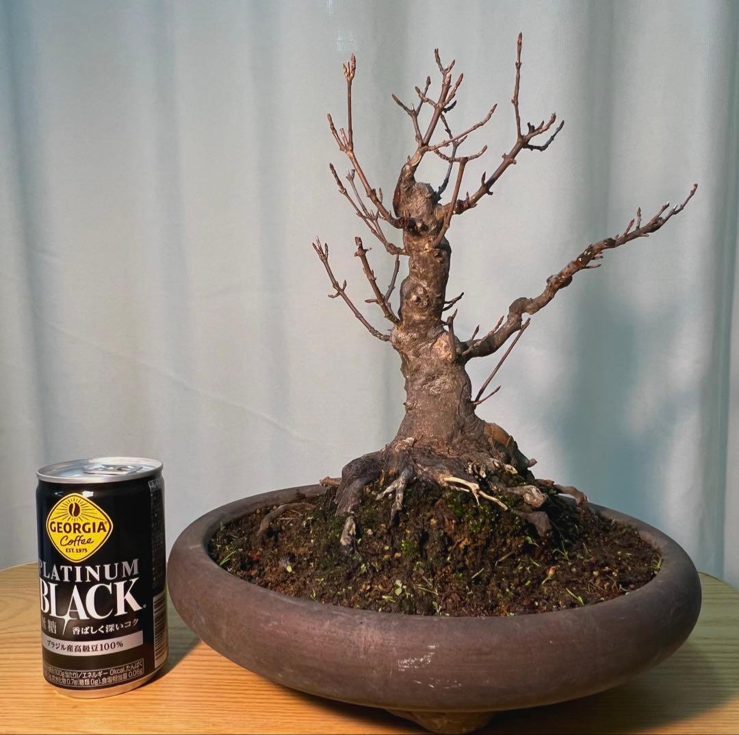 カエデ　将来有望根張り凄いです。