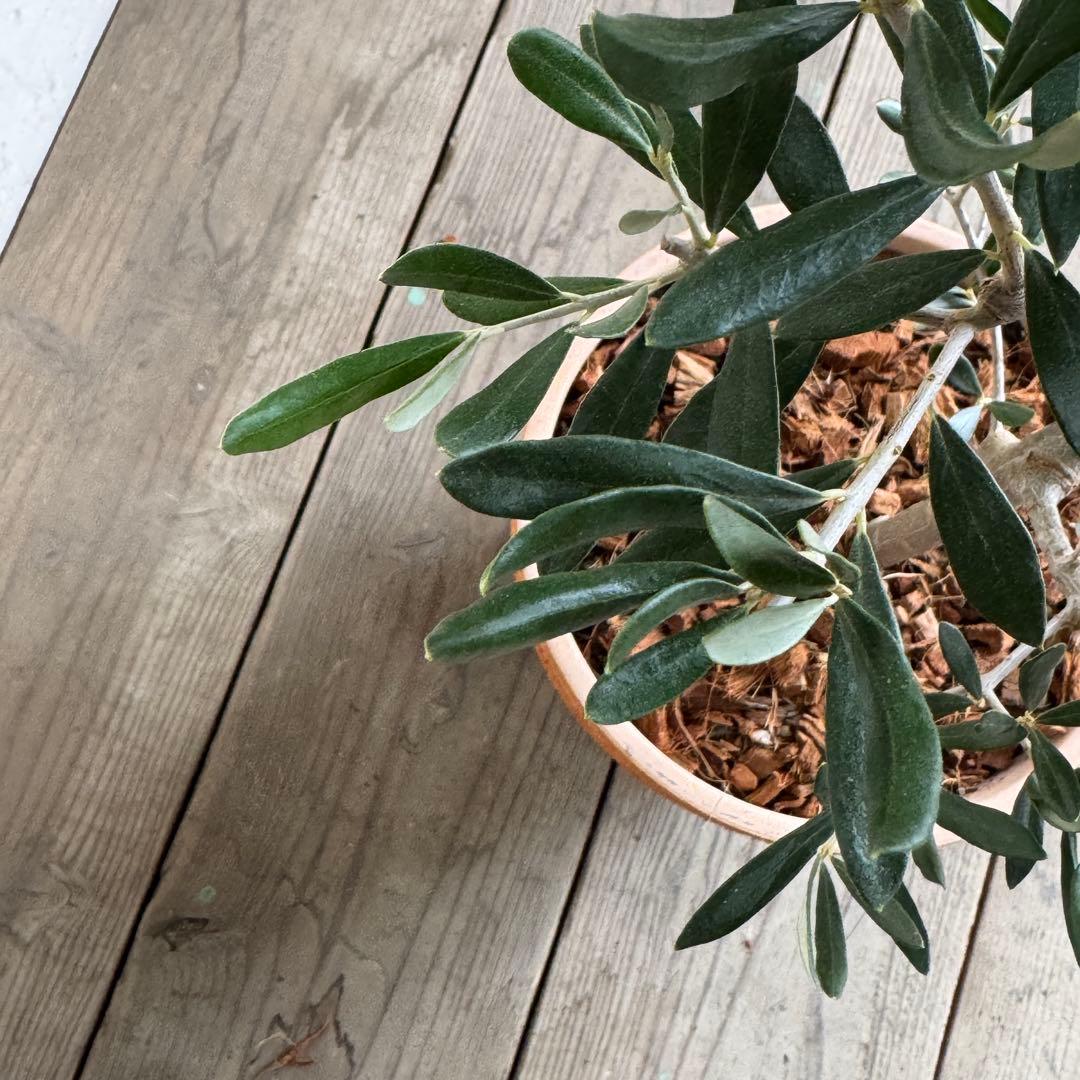 オリーブの木　イタリア製　テラコッタ植木　エルグレコ　H120