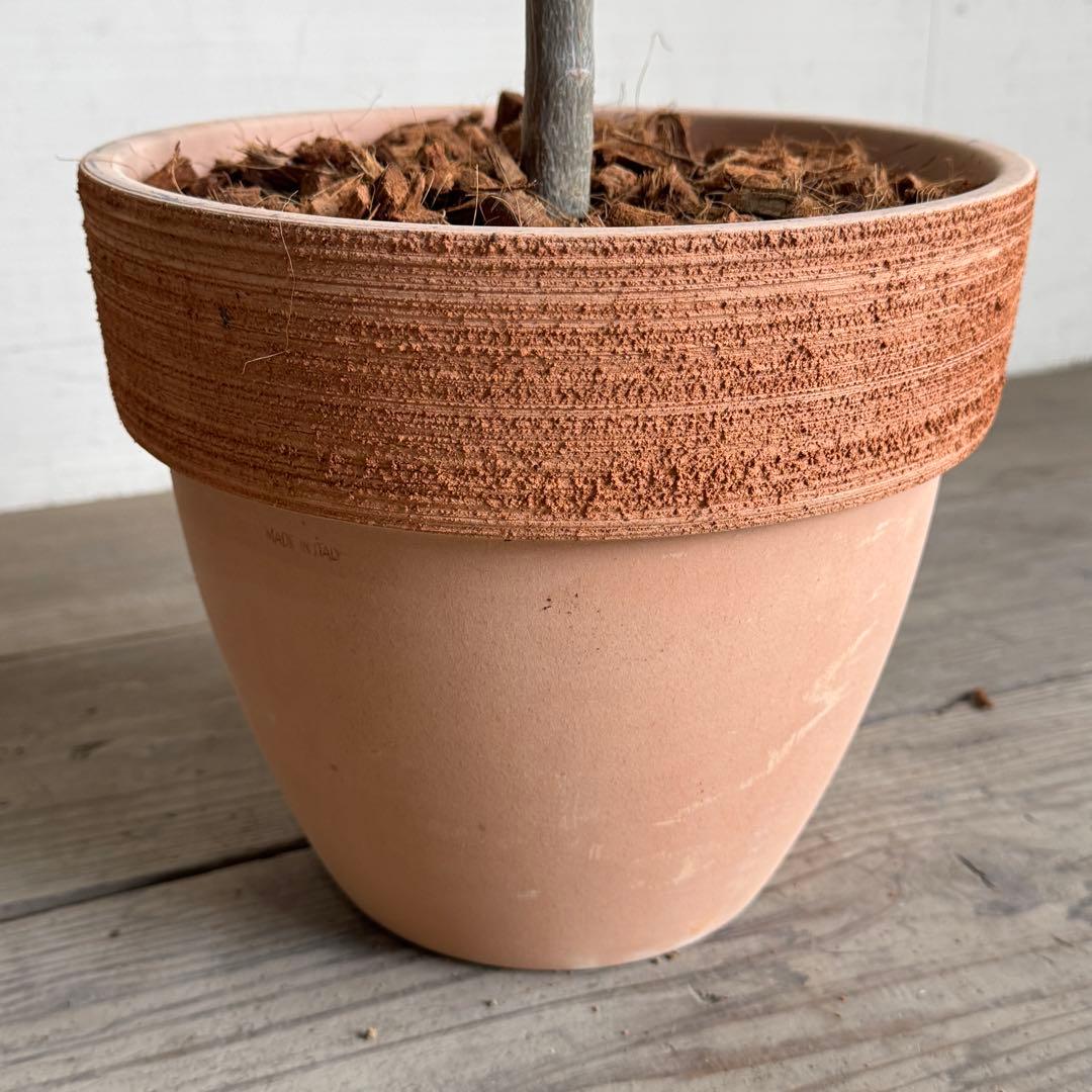 オリーブの木　イタリア製　テラコッタ植木　エルグレコ　H120