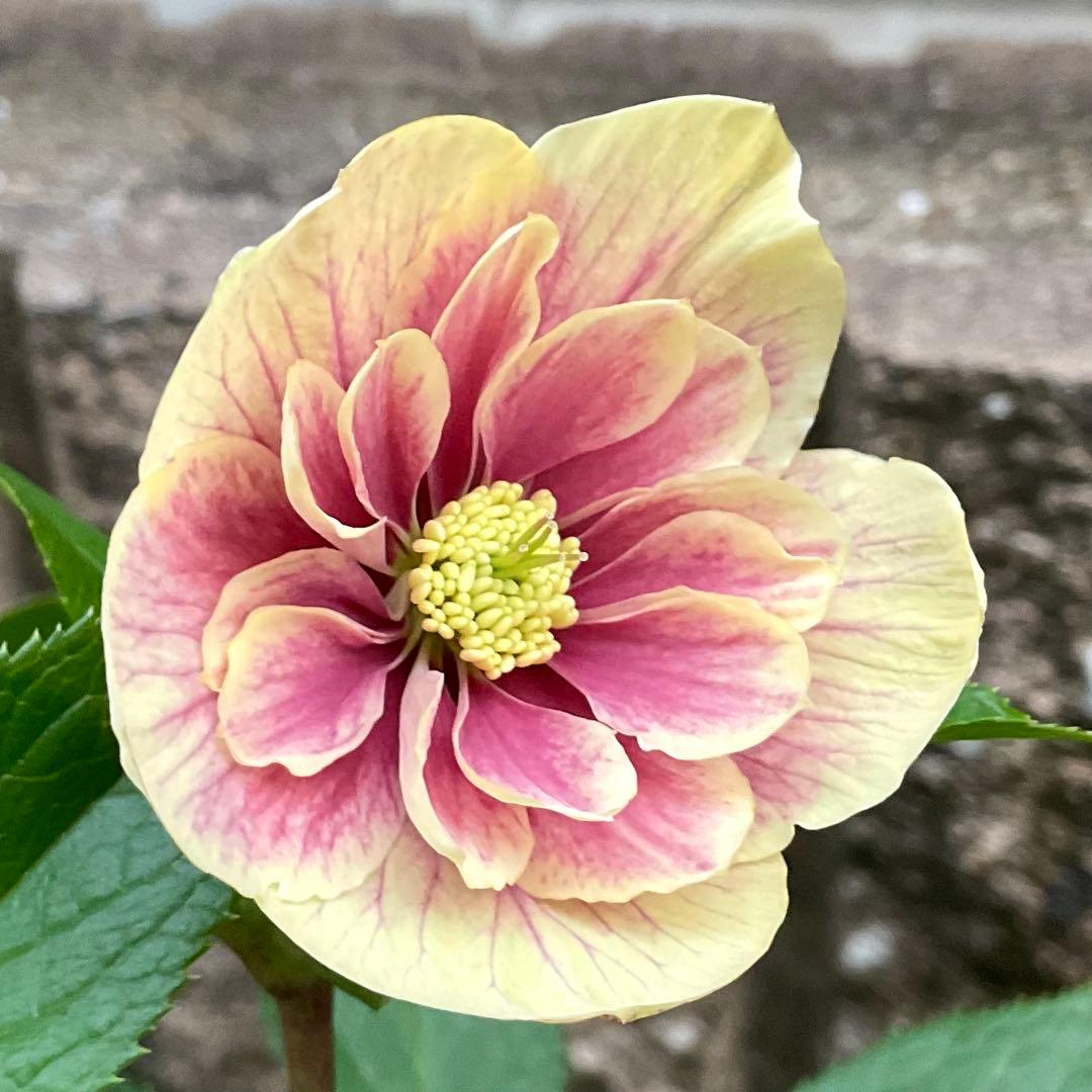 クリスマスローズ ピンクイエローグラデーション