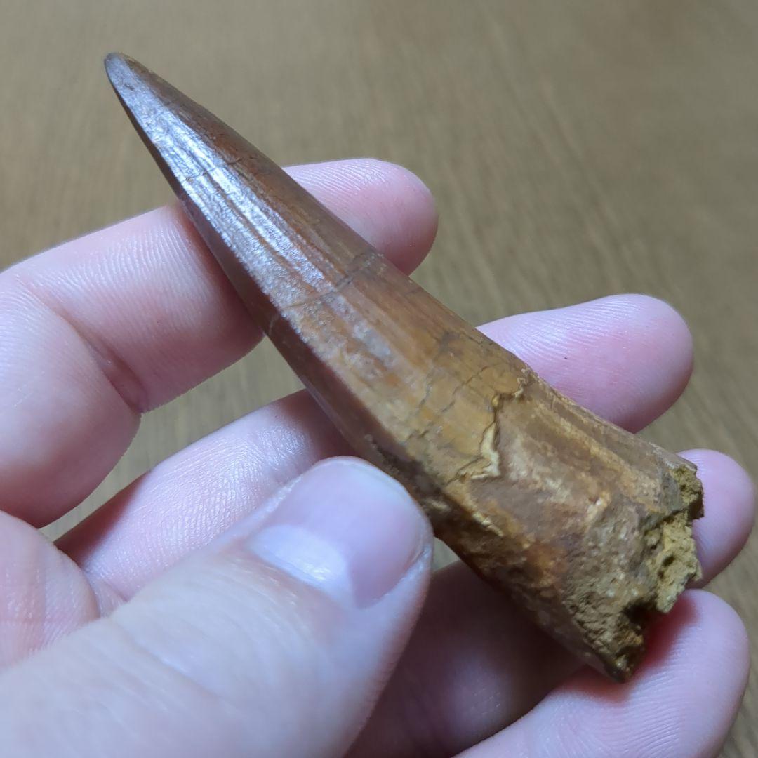 恐竜 化石 スピノサウルスの歯化石　　（値下げ交渉 可能‼️）