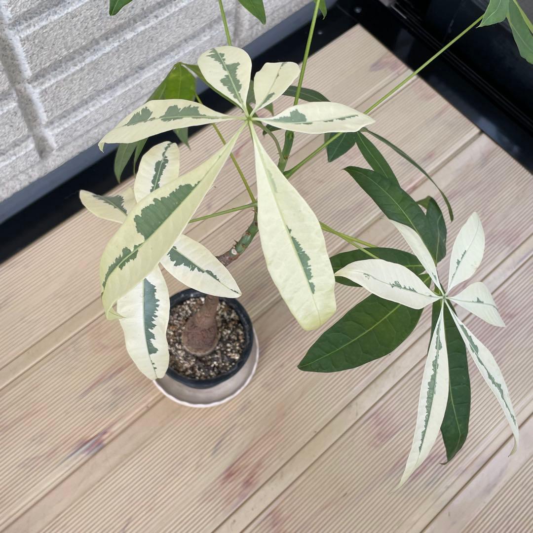 斑入りパキラ ムーンライト 希少 実生