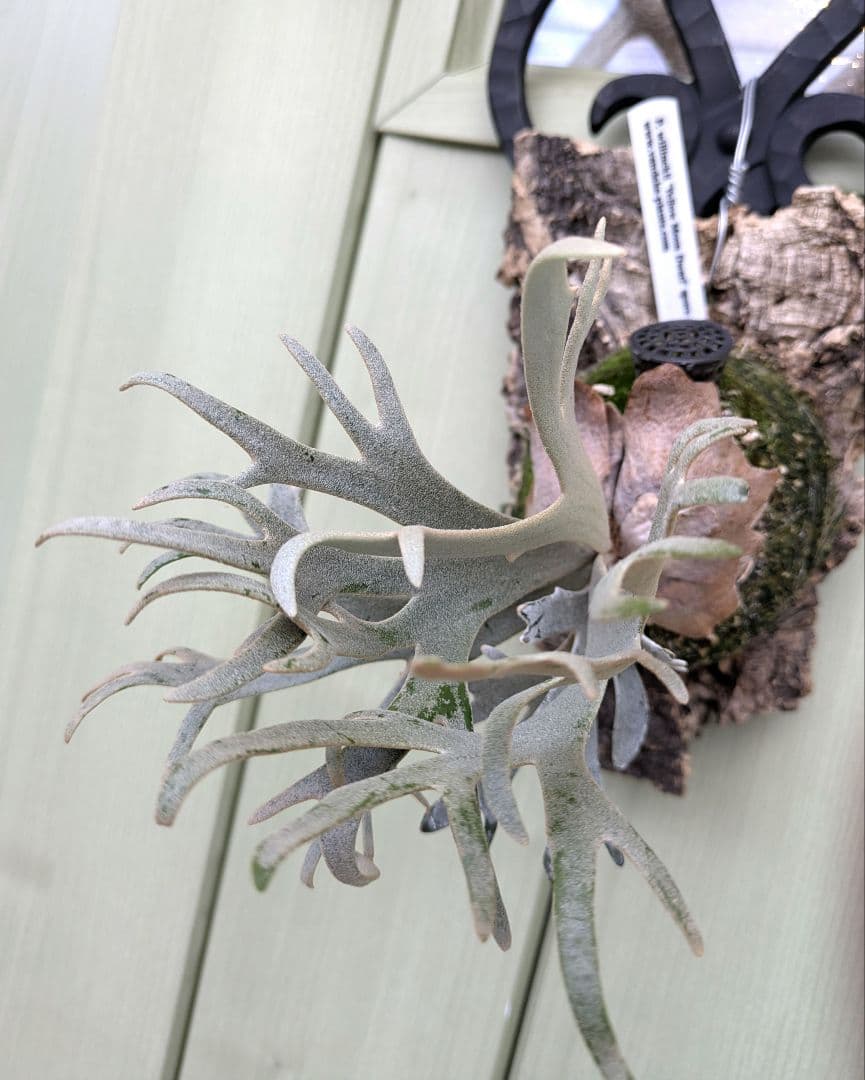 ビカクシダ☆yellow moon dwarf spore☆selected株