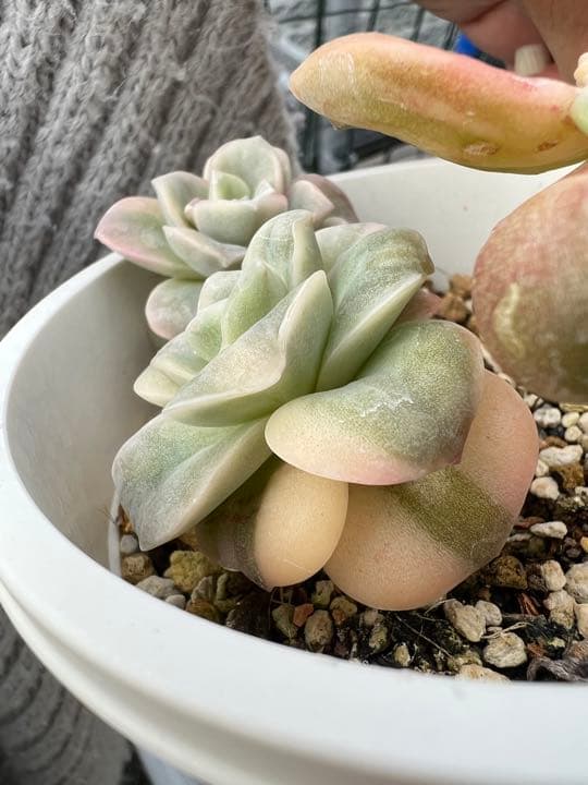 ラブリーローズ錦  白斑 ✨抜き苗✨