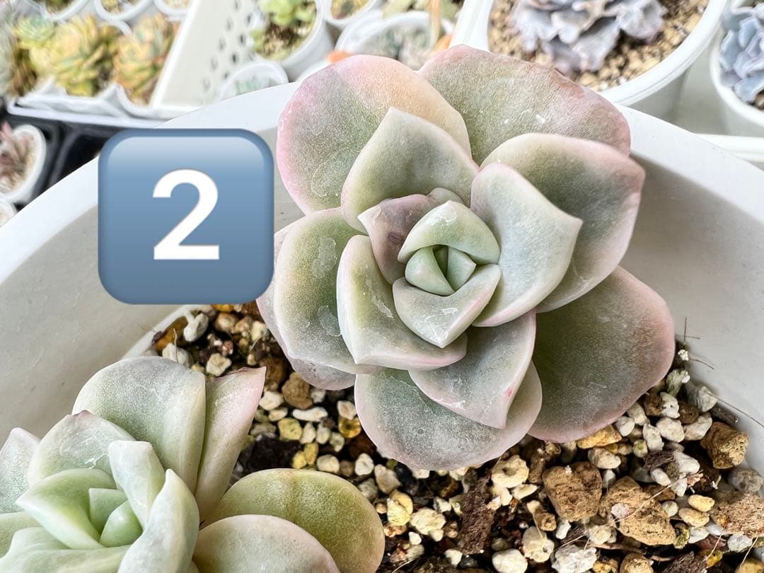 ラブリーローズ錦  白斑 ✨抜き苗✨