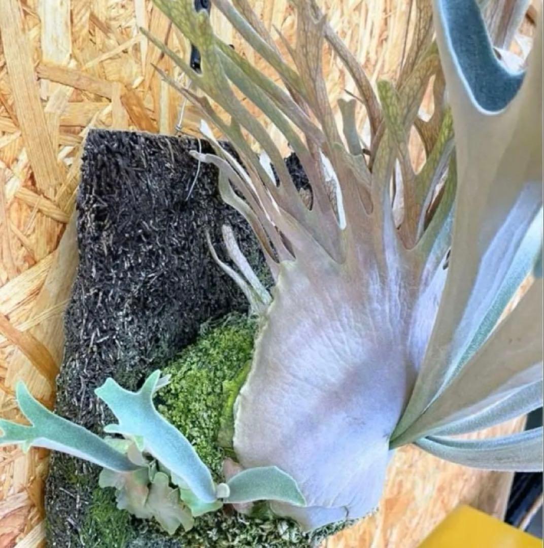 P.Veitchii Wild Australia Pup②【年末年始限定】