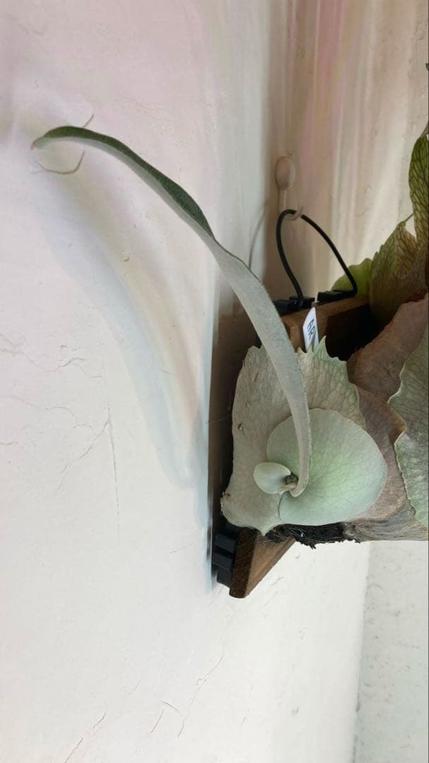 P.Veitchii Wild Australia Pup②【年末年始限定】