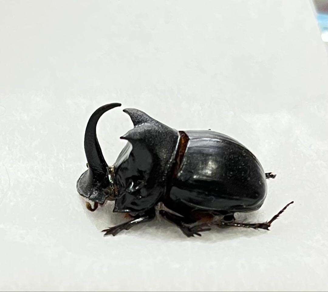ダイコクコガネ 特大 28mm オス 標本