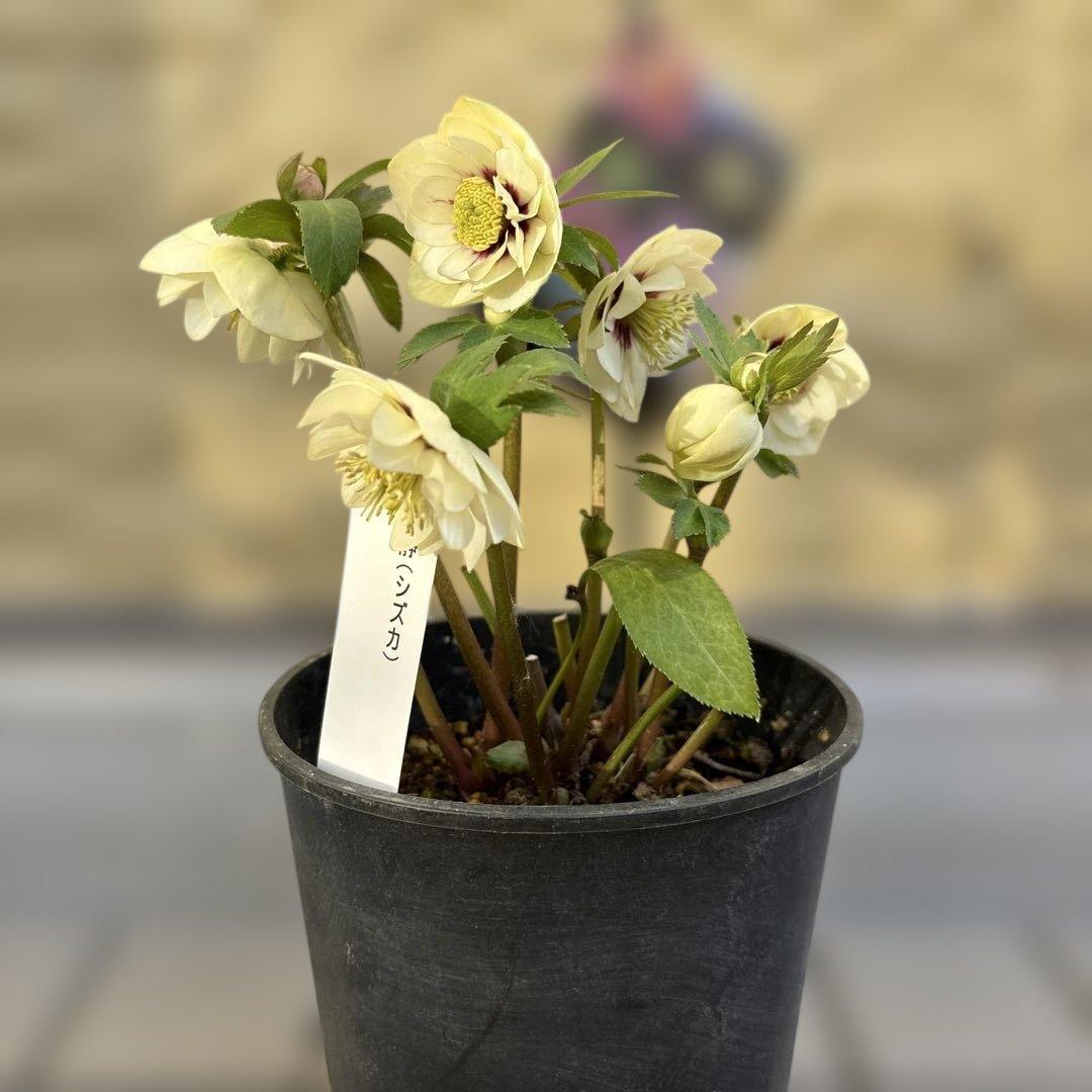 まい様ご依頼品