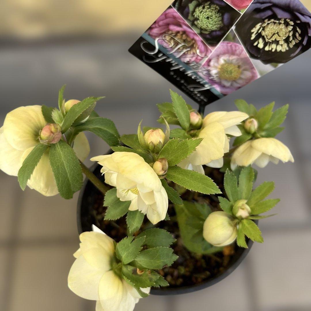 まい様ご依頼品