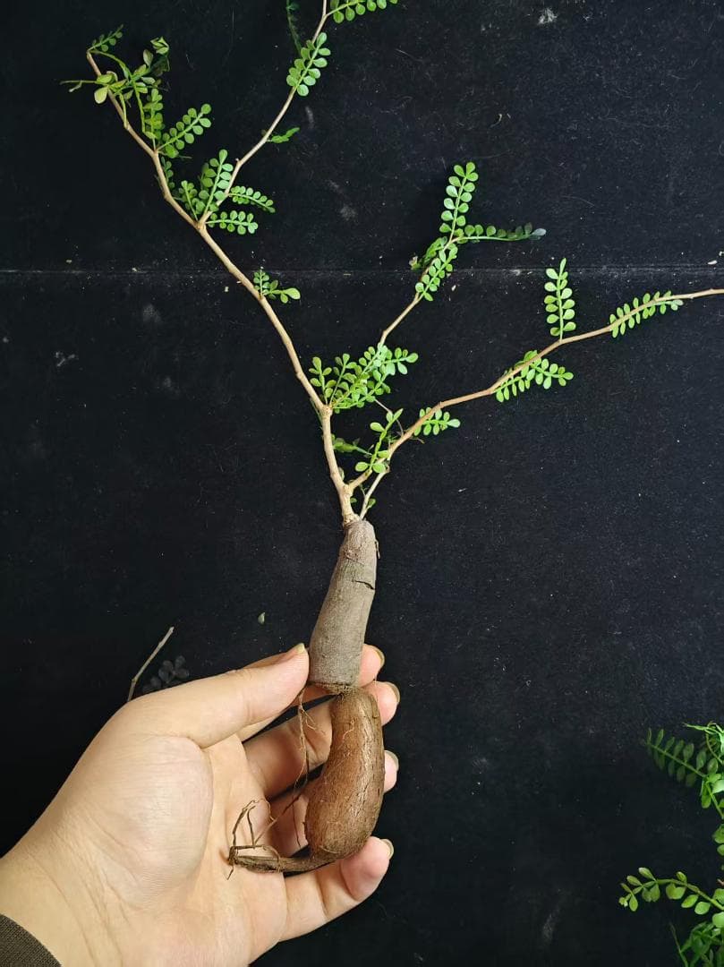 a*m様 オペルクリカリア パキプス／Operculicarya pachypu