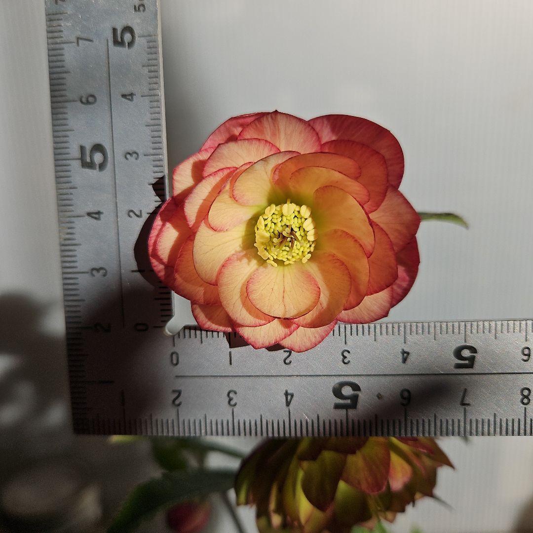 ㉖-253クリスマスローズ