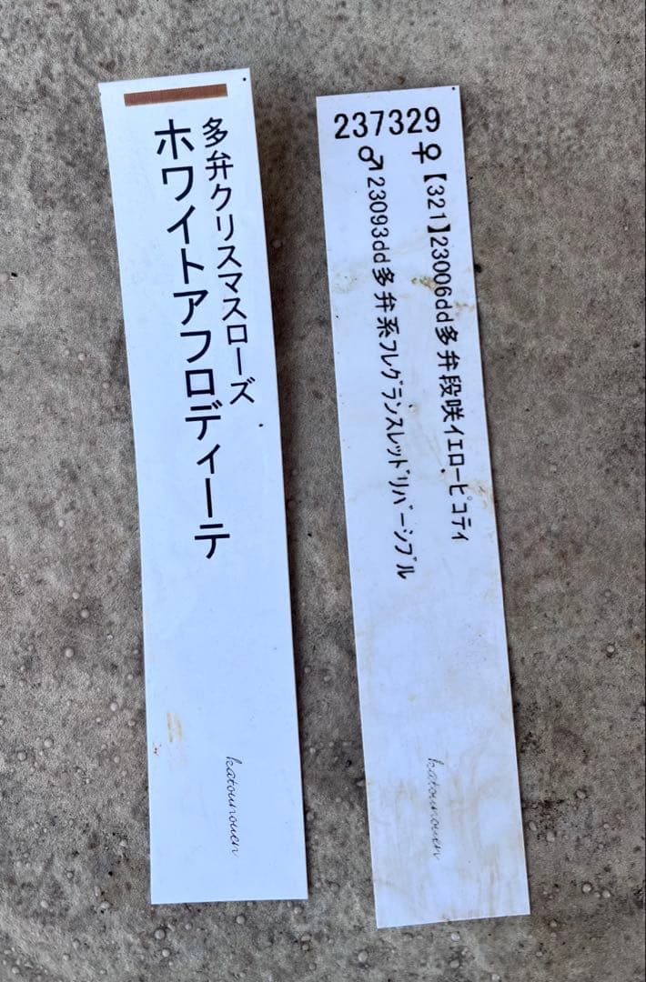 加藤農園クリスマスローズ ホワイトフローディーテ