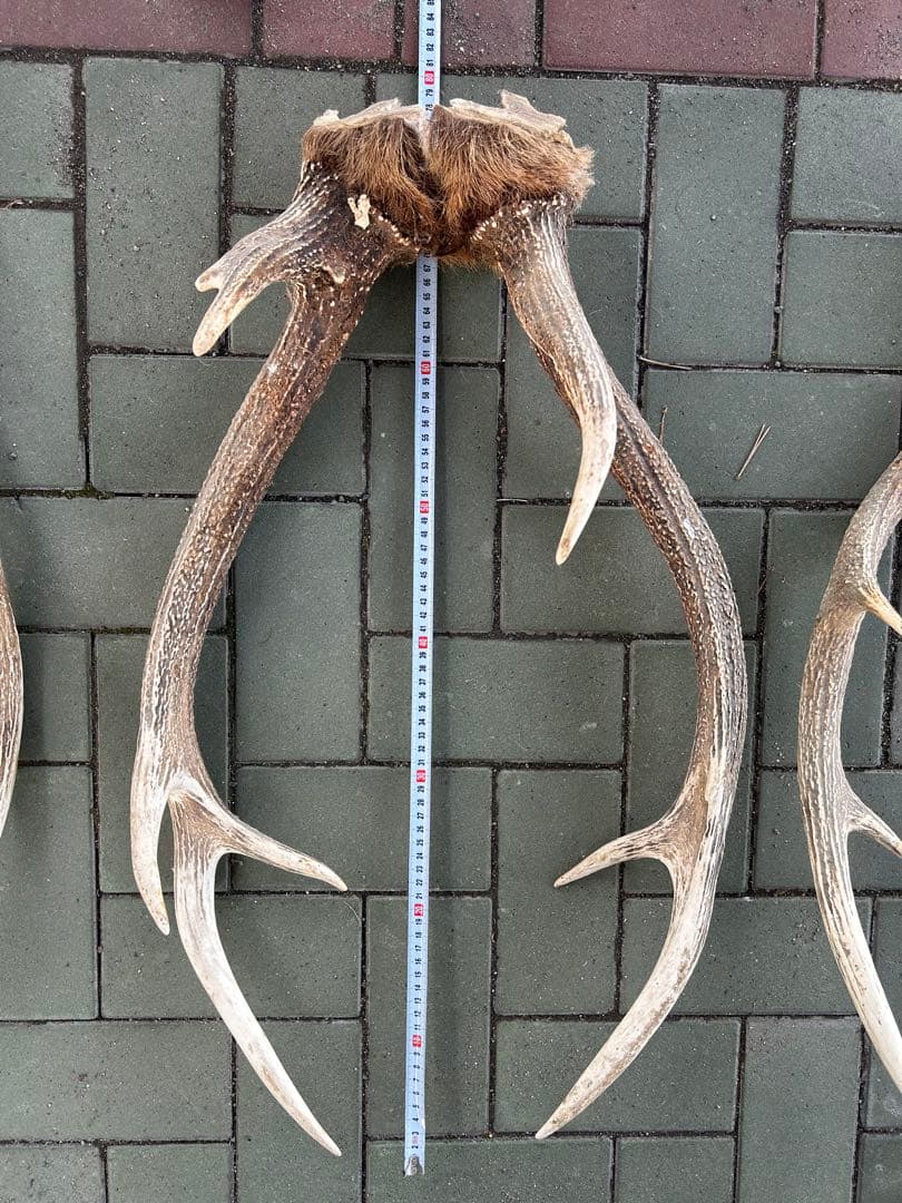 蝦夷鹿の角　14本　全部対　70から80センチ 超大型