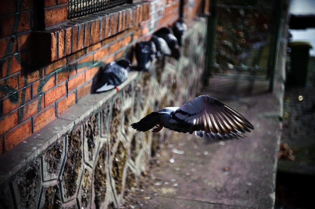 3【希少】　後期ゼブラ　未使用　ぐるぐるボケレンズ　ヘリオス44-2　M42