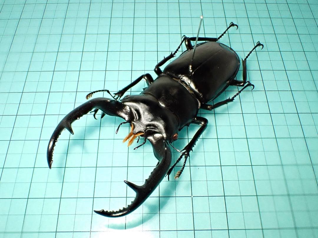 ナカジ　ウエストウッディ　カズミアエ　ミャンマー産　野外品　79.2ミリ