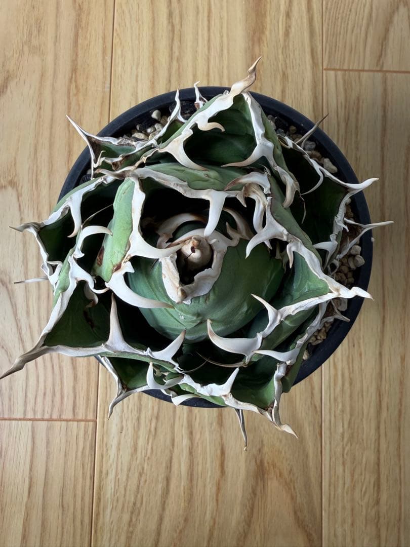 アガベ　大株セット【格安】