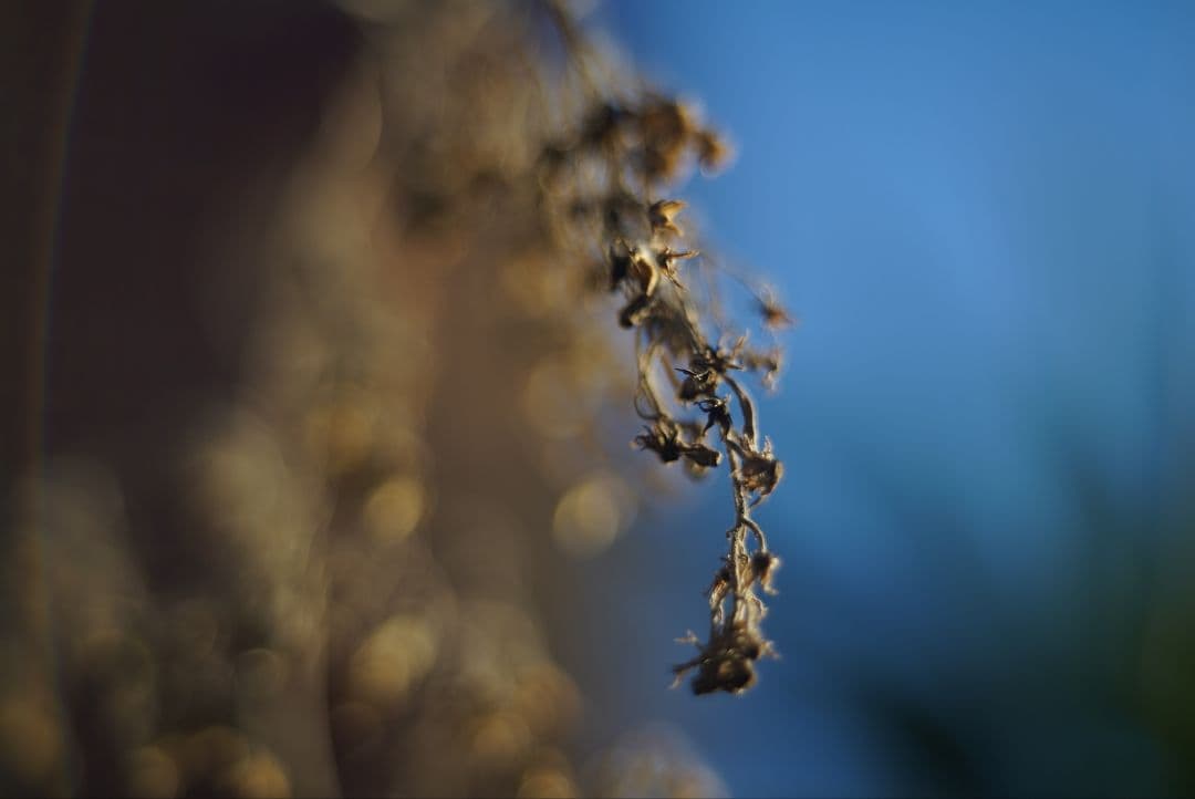 059_KERN MACRO SWITAR AR マクロ・スイター50/1.8