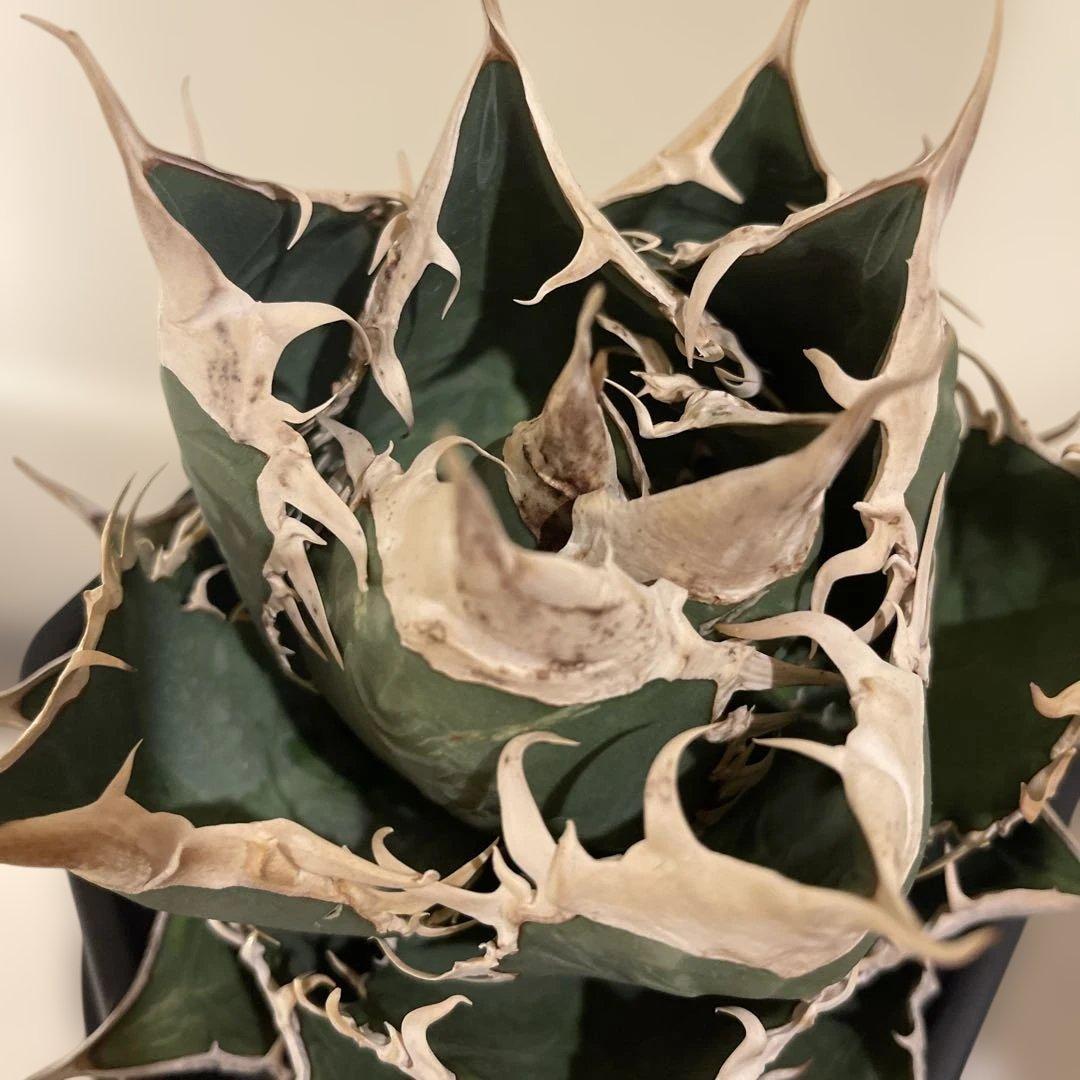 アガベ オテロイ 緑幽霊 初代親株 A128