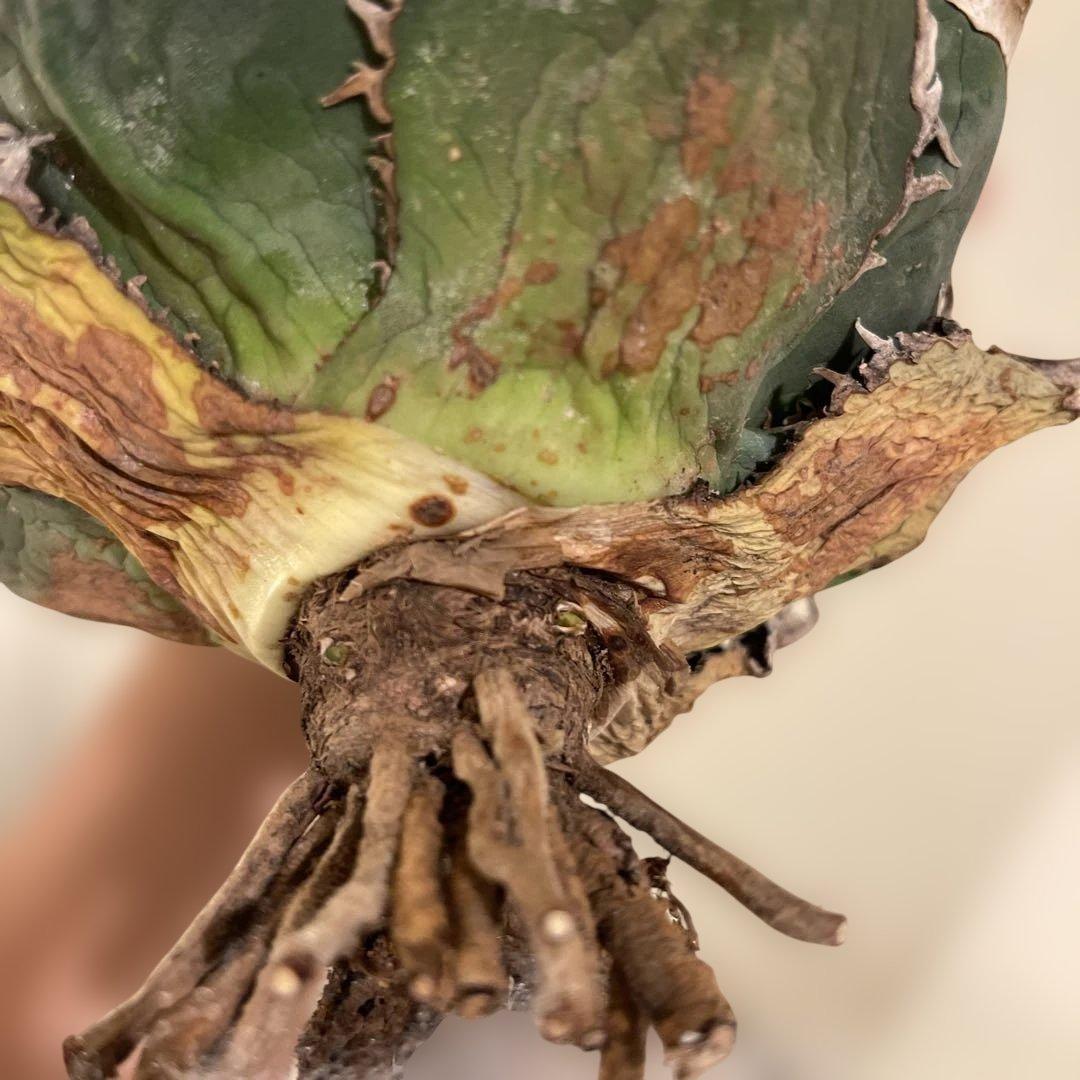 アガベ オテロイ 緑幽霊 初代親株 A128