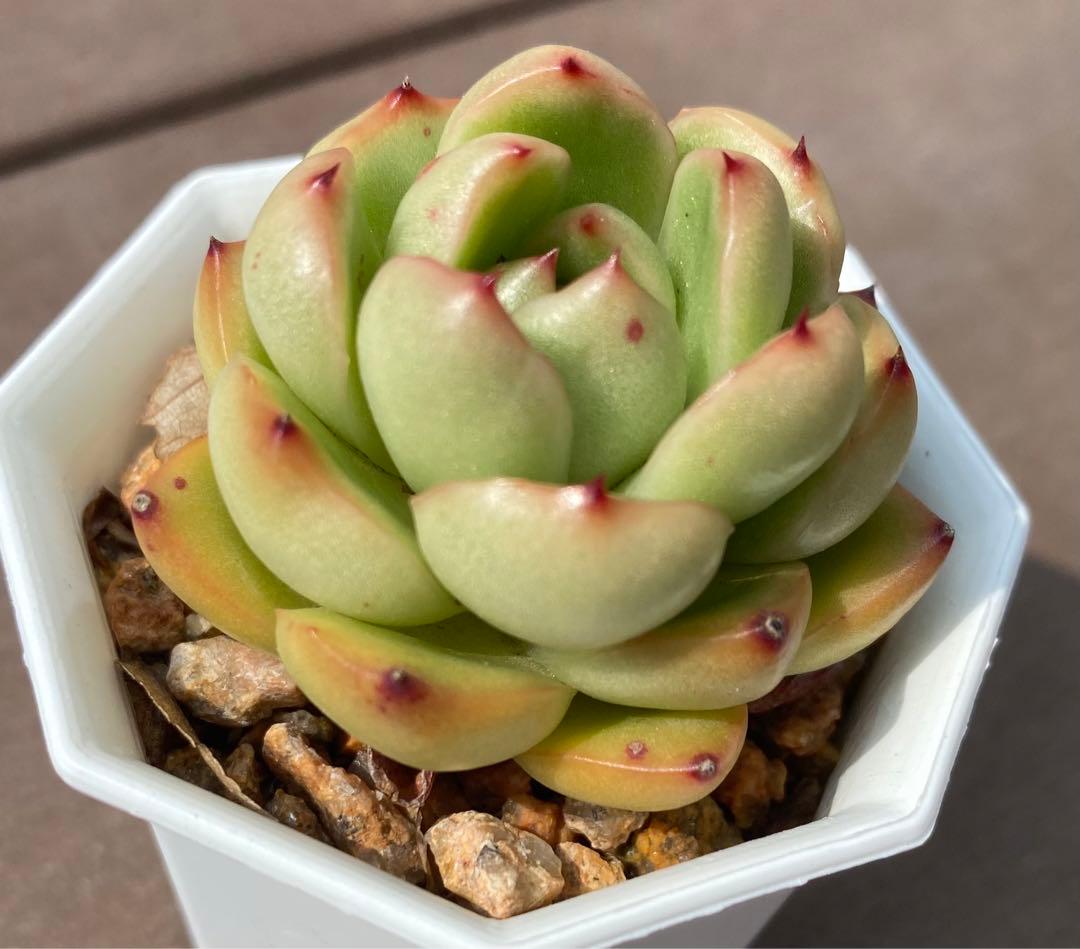 多肉植物　モンブラン