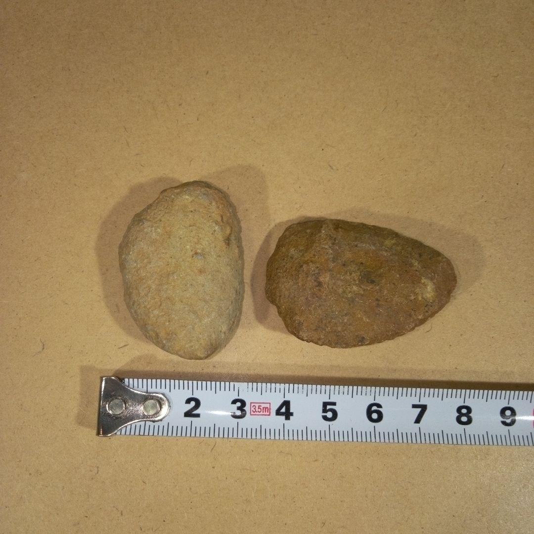 三葉虫　化石　fossil　ボリビア産　レア　Fossil判別③