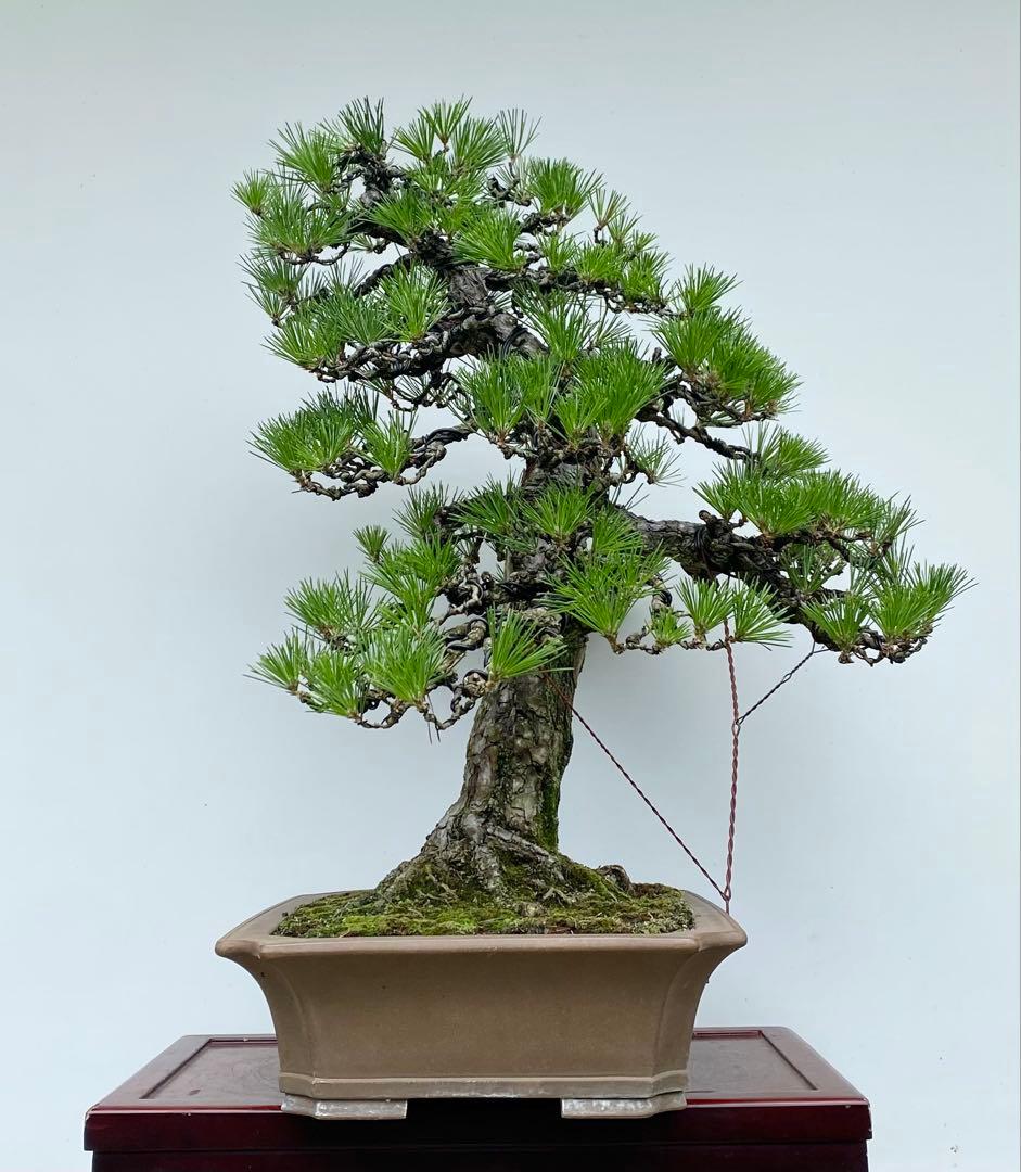 白木盆栽園　大品　黒松　樹高81センチ　盆栽黒松赤松五葉松真柏雑木趣味プ観葉植物