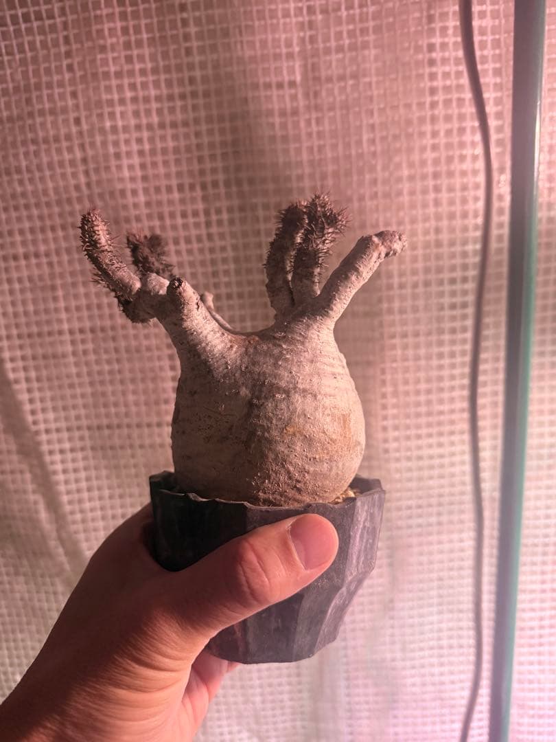 12/16まで割引中　現地球　パキポディウム　グラキリス　鉢付き　雷土