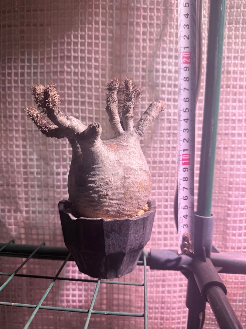 12/16まで割引中　現地球　パキポディウム　グラキリス　鉢付き　雷土