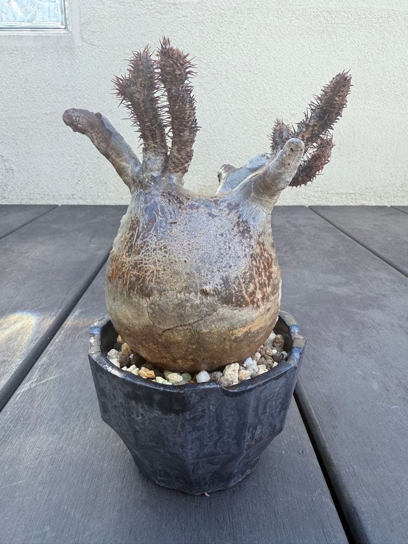 12/16まで割引中　現地球　パキポディウム　グラキリス　鉢付き　雷土