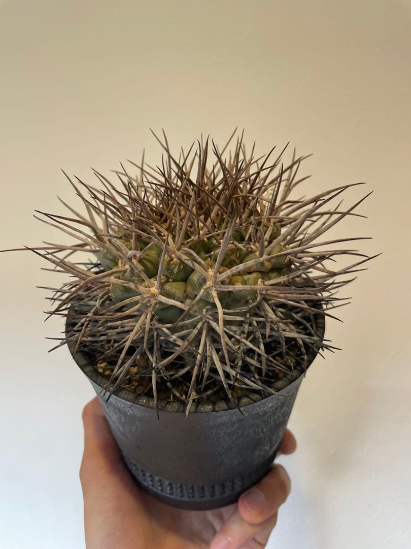 大株　魔天竜　spicygem鉢付き