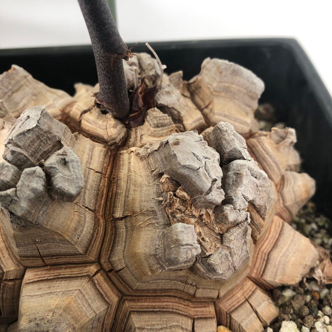 アフリカ亀甲竜　5号角鉢