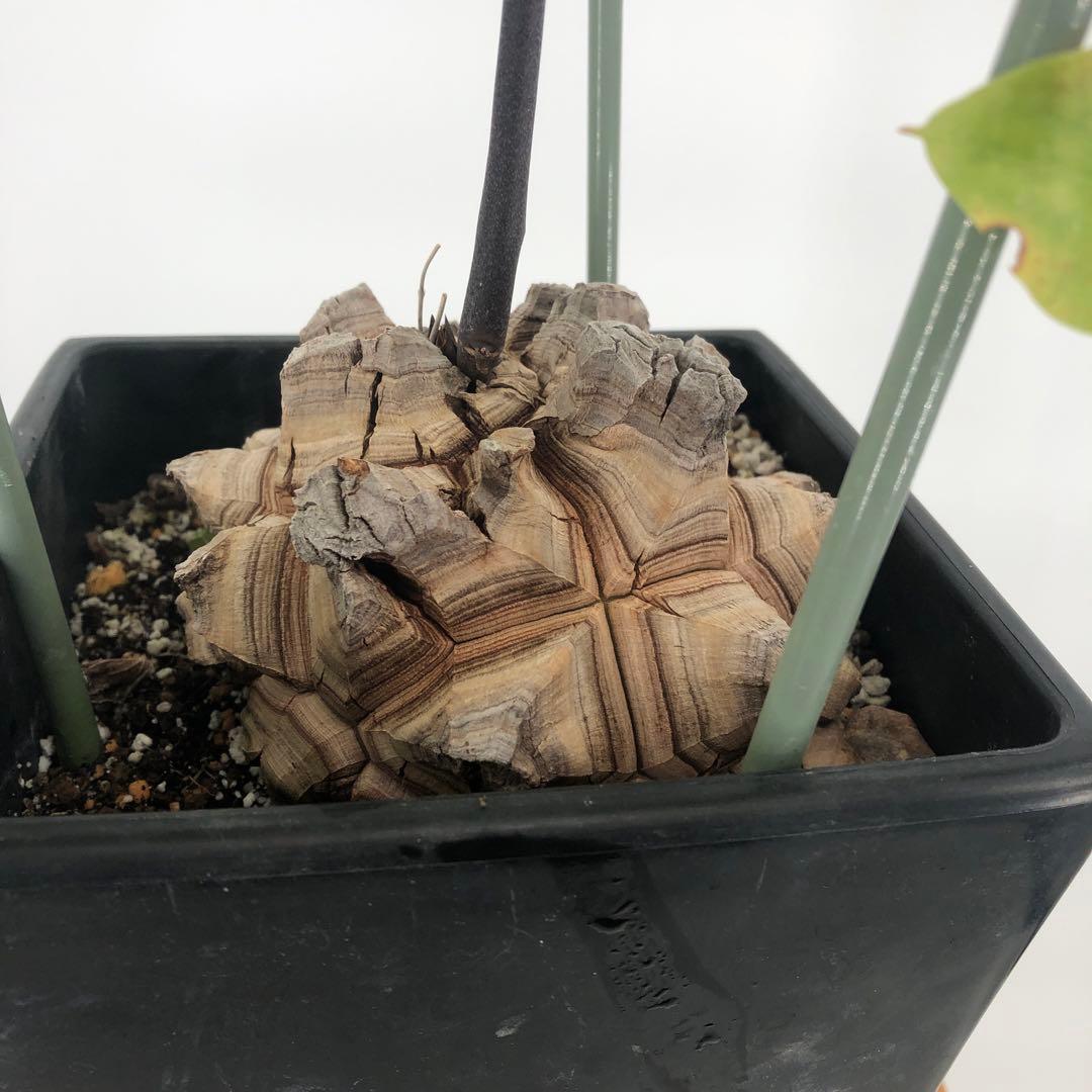 アフリカ亀甲竜　5号角鉢