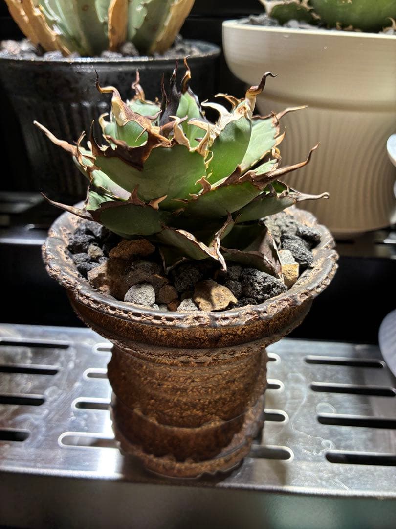 アガベ チタノタ　極上ハデス　うねうね　陽炎　コレクション株　写真現物鉢付き