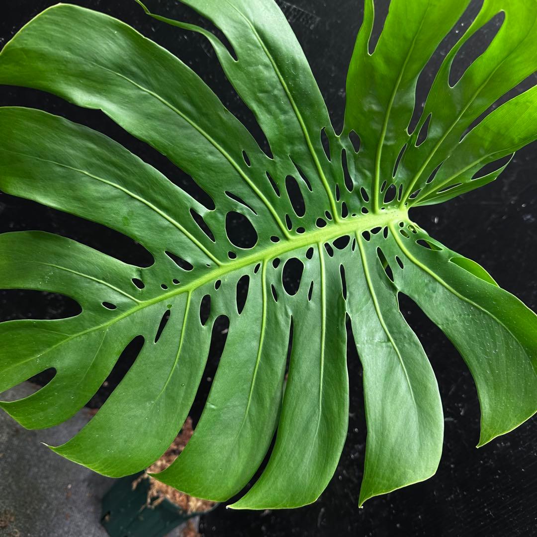 F*S様 モンステラデリシオーサマクロコズム超希少系統鉢植え66㎝