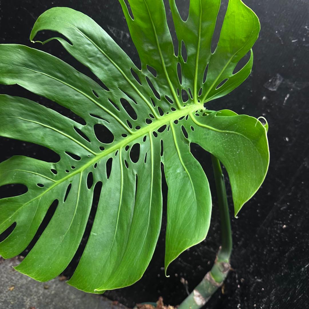 F*S様 モンステラデリシオーサマクロコズム超希少系統鉢植え66㎝