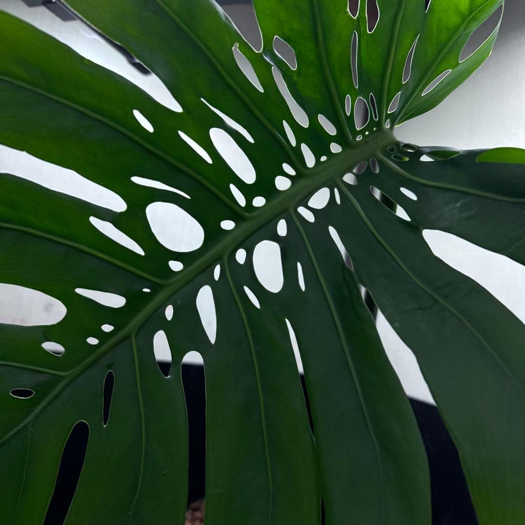 F*S様 モンステラデリシオーサマクロコズム超希少系統鉢植え66㎝