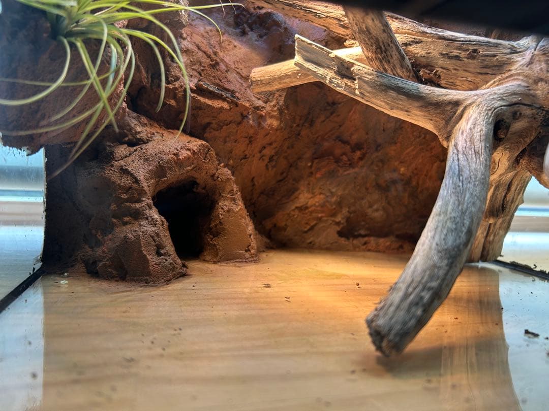 乾燥地帯ビバリウム　爬虫類ケース　ケージ　カナヘビ　トカゲ