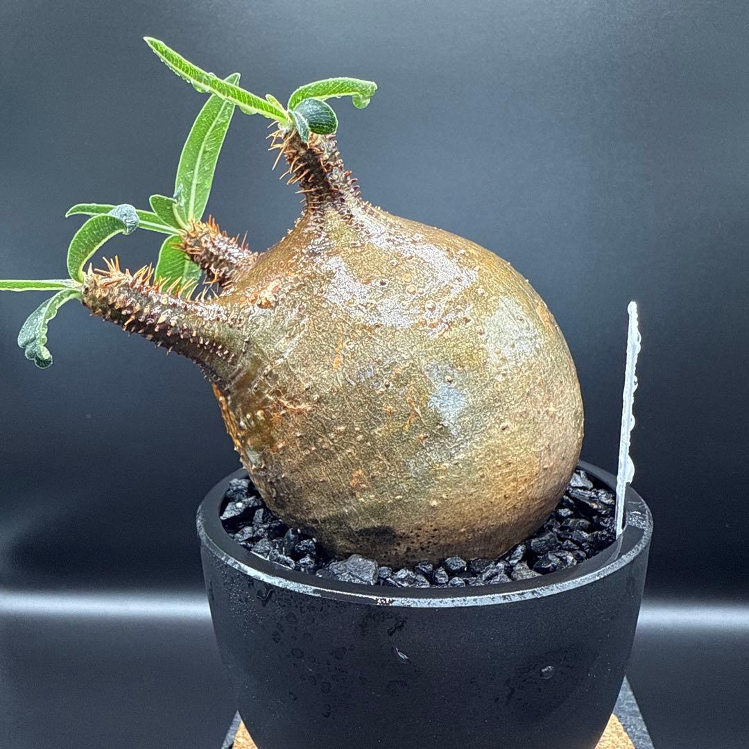 508　まん丸良型　パキポディウム　グラキリス　手乗りサイズ　発根済み