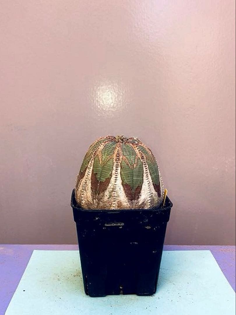 《3号Y》ユーフォルビア　オールド　オベサ　雌株