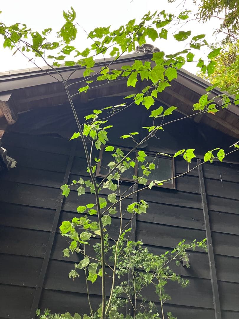 山採り　ウリハダカエデ ヤマモミジ　混合株