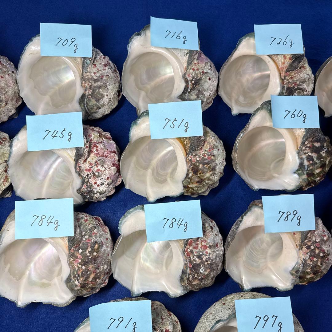 夜光貝　ヤコウ貝　まとめ売り　17個　12、8kg アクセサリー　ルアー