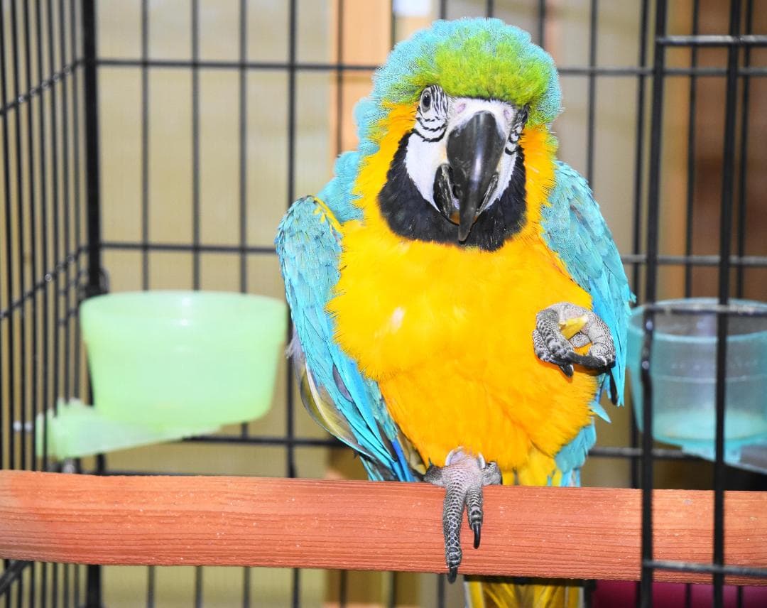 テラこったパーチ！ WロックタイプＸＬ　 ＨＯＥＩ社製915用