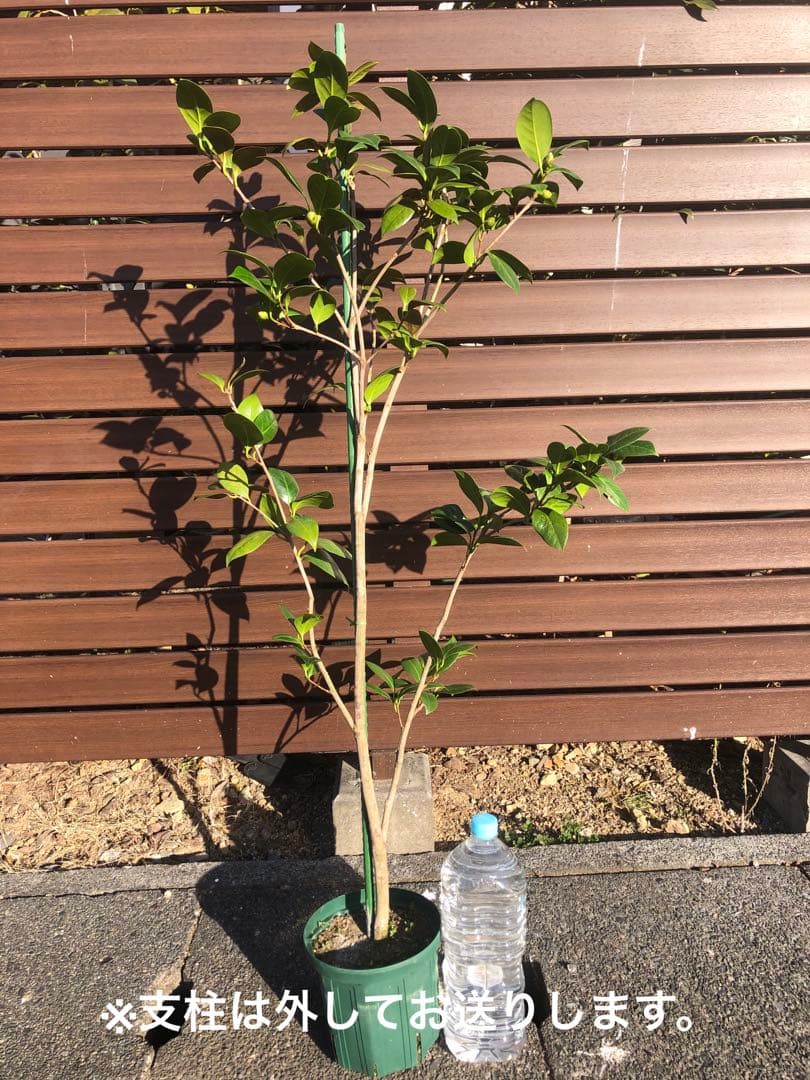 ダローネガ　椿　鉢底約125cm